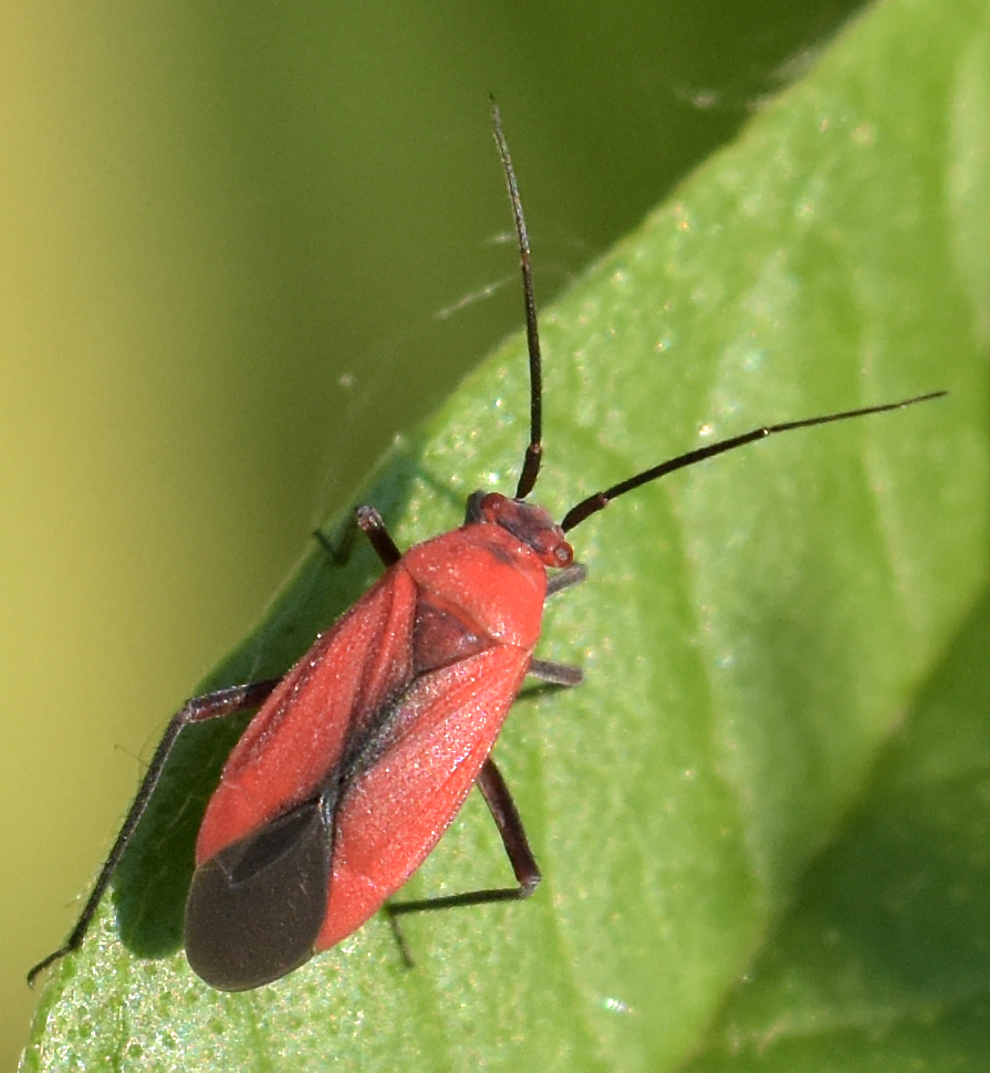 Scarlet Plant Bugs
