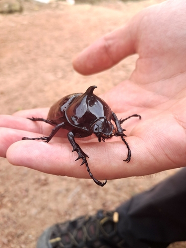 Centaurus Beetle