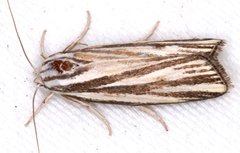 Xylorycta austera