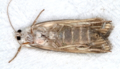 Xylorycta austera