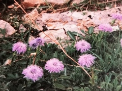 Globularia