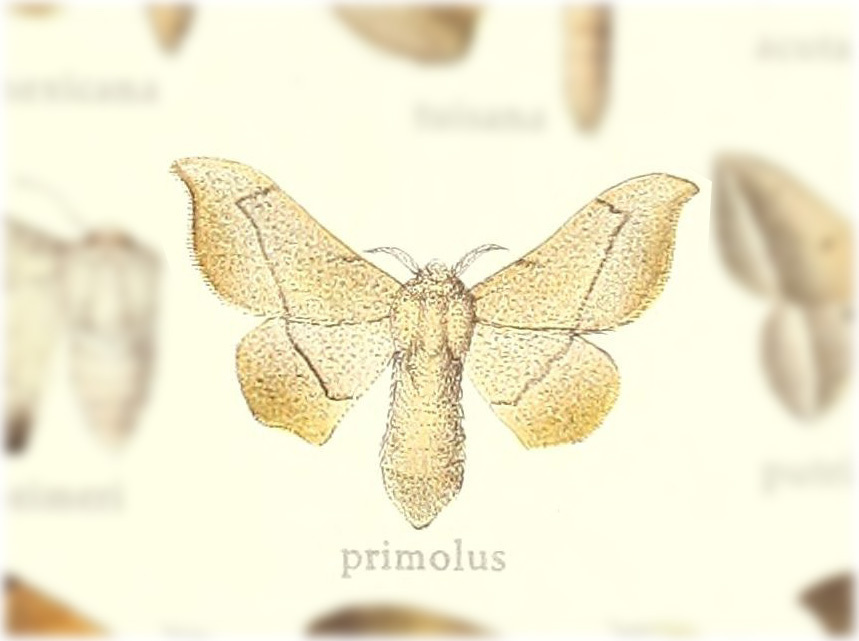 Cicinnus primolus