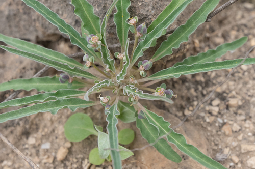 Euphorbia hadramautica