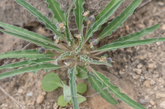Euphorbia hadramautica