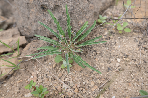 Euphorbia hadramautica, photograph 1