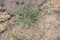 Euphorbia hadramautica, photograph Morten Ross, CC BY, iNaturalist via GBIF