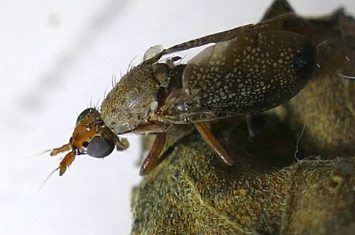 Unknown species found near Rockdale County, GA, USA