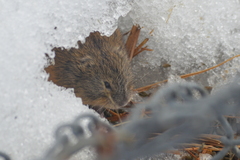 Lemmus trimucronatus