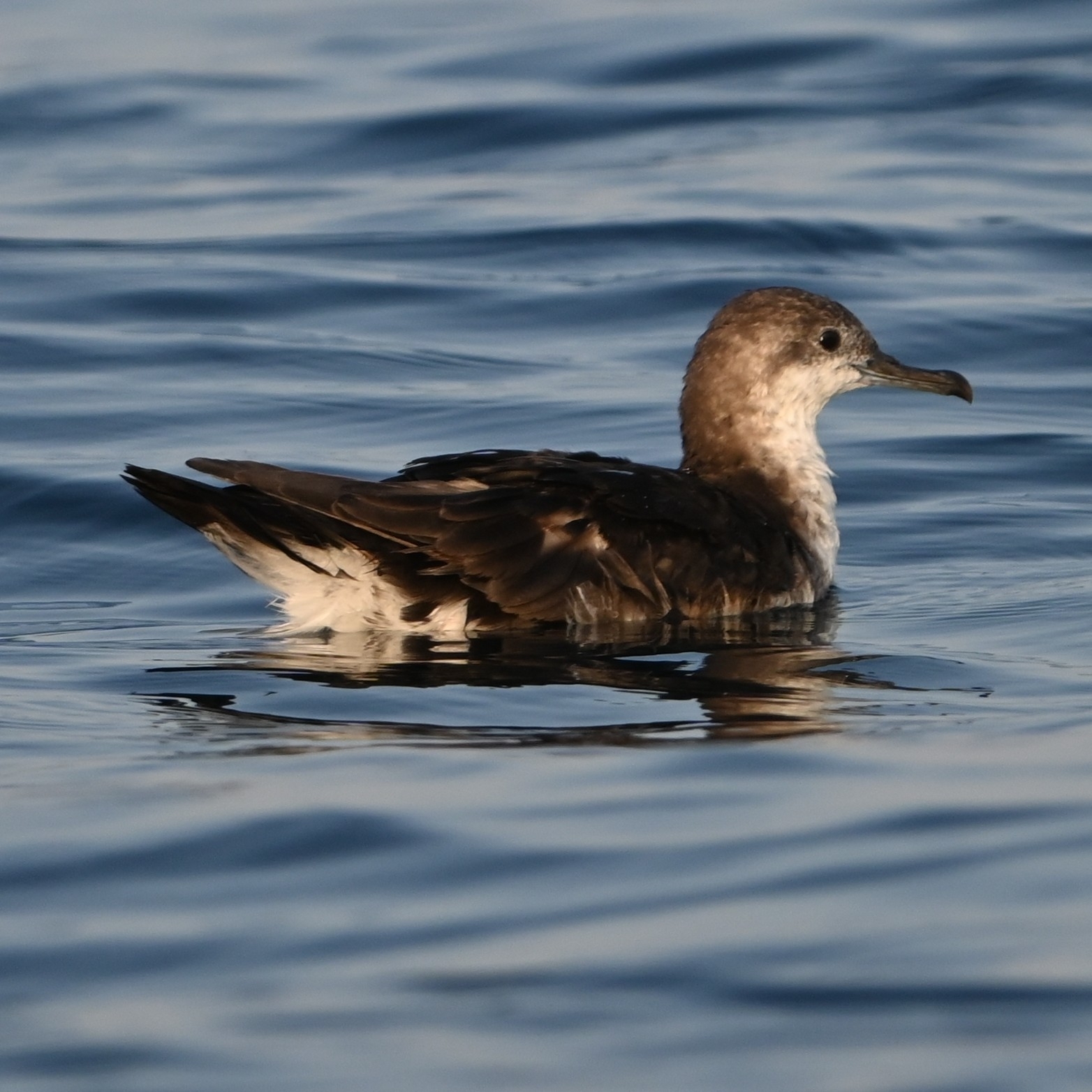Persian Shearwater (Puffinus persicus), photo 6