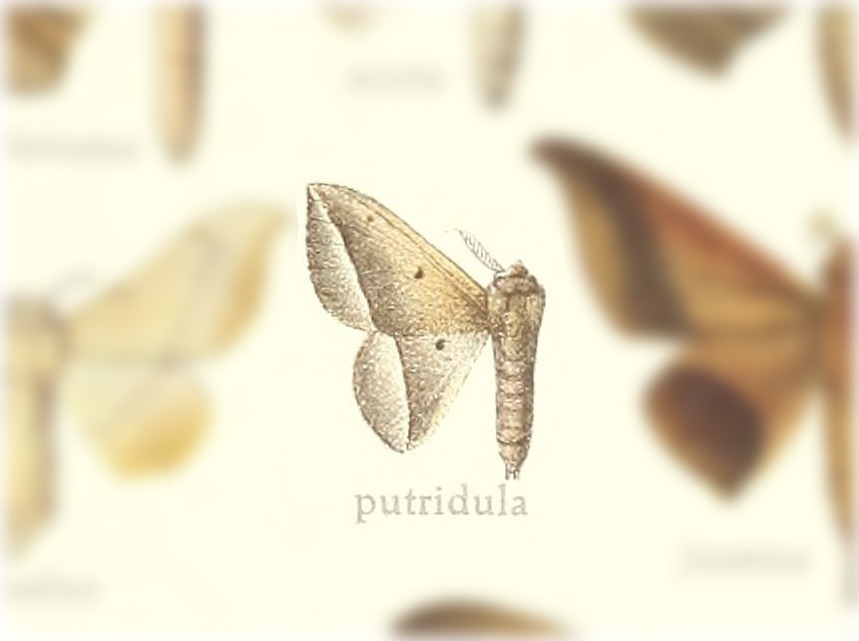 Druentica putidula
