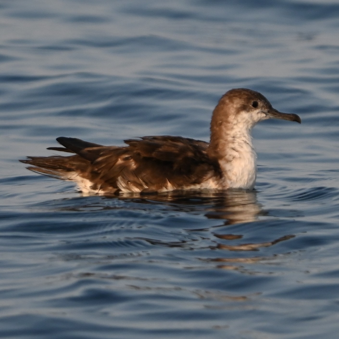 Persian Shearwater (Puffinus persicus), photo 7