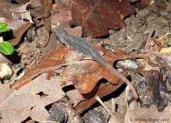 Salamandrina perspicillata