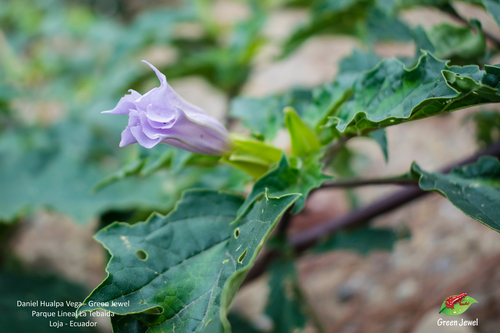 Datura stramonium image