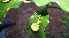 Enchenopa squamigera