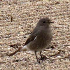 Phoenicurus ochruros