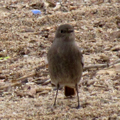 Phoenicurus ochruros