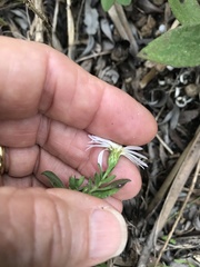 Symphyotrichum fontinale
