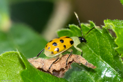 Diabrotica limitata