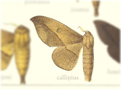 Lagarta-saia-justa-do-cajueiro (Cicinnus callipius)