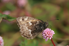 Hipparchia miguelensis