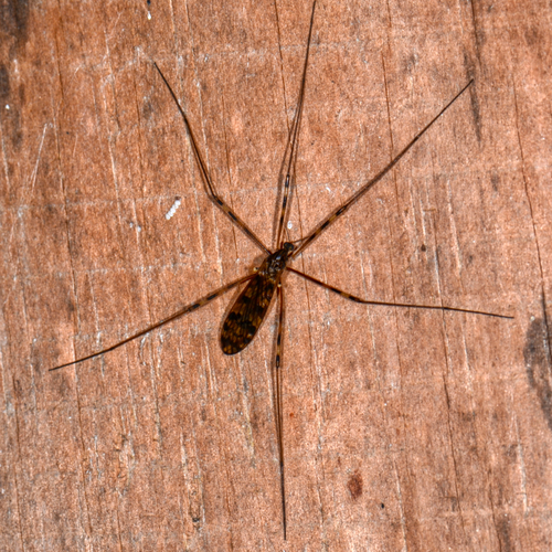 Unknown species found near Bill's backyard, Lewes, DE