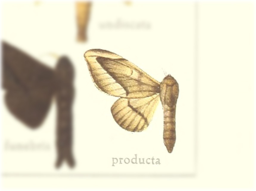 Procinnus producta