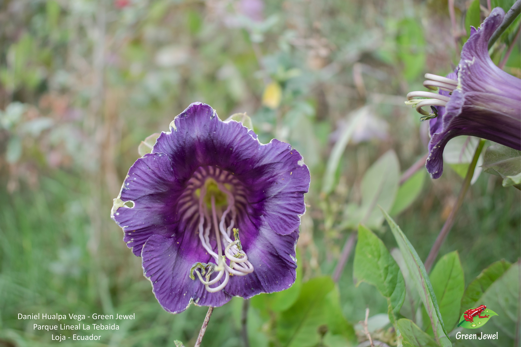 Polemoniaceae image