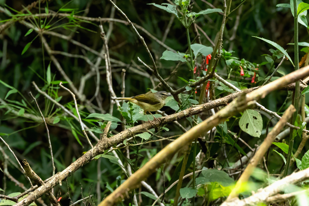 Southern Riverbank Warbler