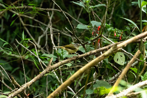 Southern Riverbank Warbler