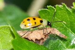 Diabrotica limitata