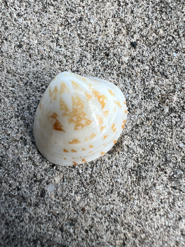 Lioconcha hieroglyphica observed 2025-10-18