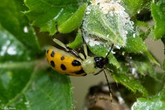 Diabrotica limitata