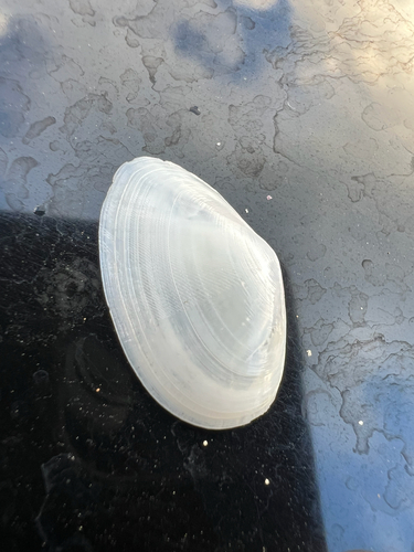 Macoma, 2025-10-19