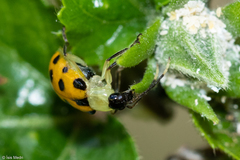 Diabrotica limitata