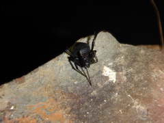 Latrodectus tredecimguttatus