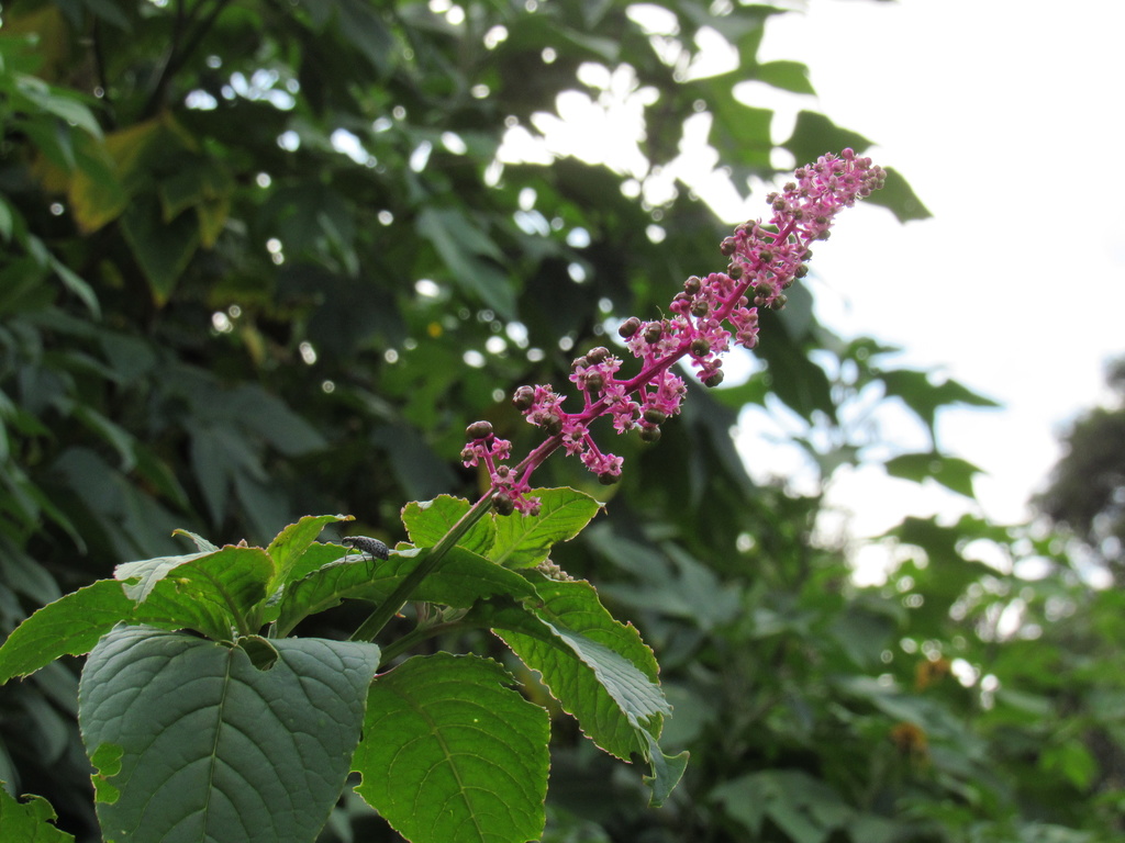 Phytolacca thyrsiflora Fenzl ex J.A.Schmidt 2