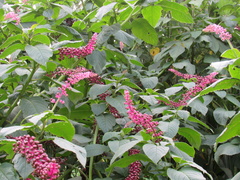 Phytolacca thyrsiflora