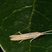 Chenopod Casebearer - Photo (c) jkt, some rights reserved (CC BY-NC), uploaded by jkt