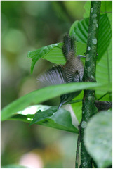 Cantorchilus nigricapillus