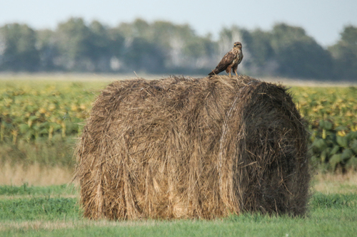 Common Buzzard