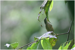 Epinecrophylla fulviventris