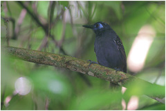 Poliocrania exsul