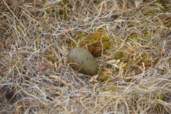 Stercorarius pomarinus