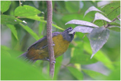 Mitrospingus cassinii