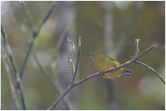 Euphonia fulvicrissa