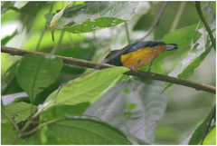 Euphonia fulvicrissa