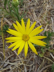 Xanthisma texanum drummondii