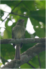 Rhynchocyclus olivaceus