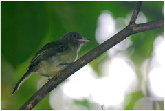 Rhynchocyclus olivaceus