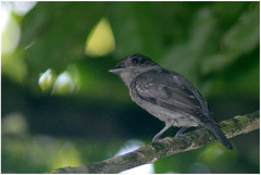 Pachyramphus homochrous